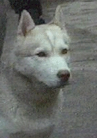 dief01.jpg