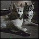 dief05.jpg [15 KB]