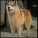 dief06.jpg [60 KB]