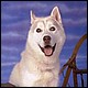 dief07.jpg [21 KB]
